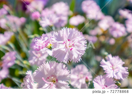 なでしこ 花の写真素材