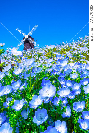 瑠璃の花の写真素材