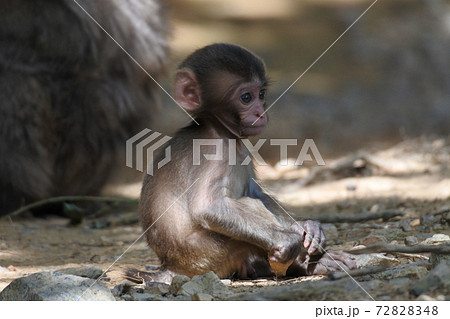 猿の耳の写真素材