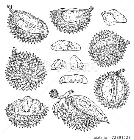 ドリアンのイラスト素材