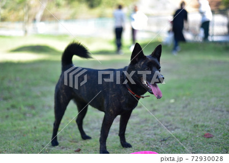 黒い犬の写真素材