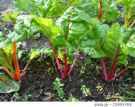 スイスチャード フダンソウ アカザ科 野菜の写真素材