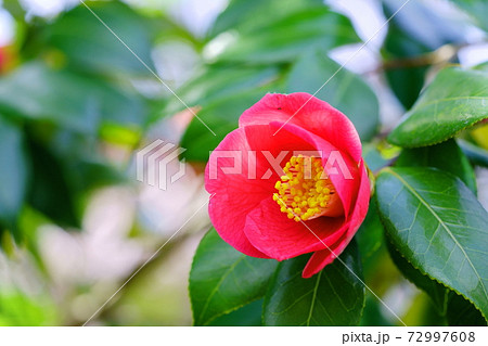春の花 椿 春 花の写真素材 - PIXTA
