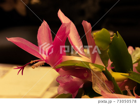 赤紫の尖った花の写真素材