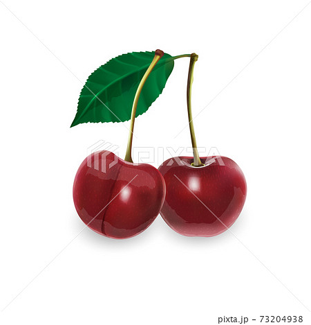 サクランボ さくらんぼ チェリー 葉っぱの写真素材