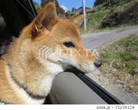 柴犬 犬 運転 動物の写真素材