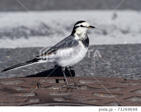 白鶺鴒 かわいい 野鳥の写真素材