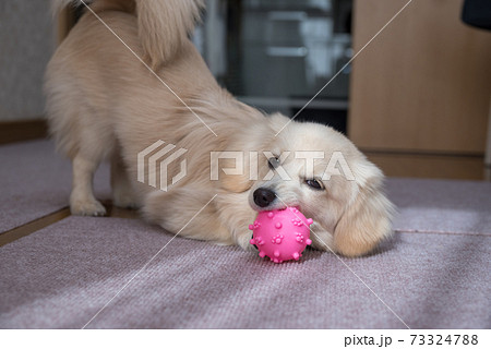 子犬 可愛い子犬 の写真素材集 ピクスタ