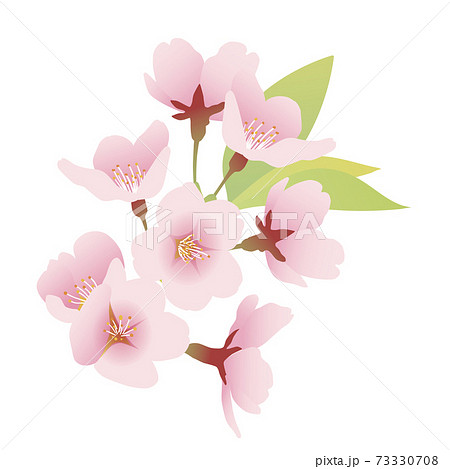 葉桜のイラスト素材