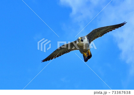 ハヤブサ 自然 鳥 かっこいいの写真素材