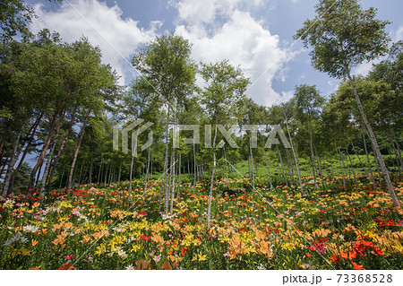 シラカバの花 白樺 シラカバ 白樺の花の写真素材