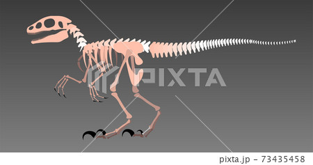 ティラノサウルス 恐竜 骨 化石のイラスト素材