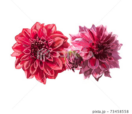 菊の花のイラスト素材