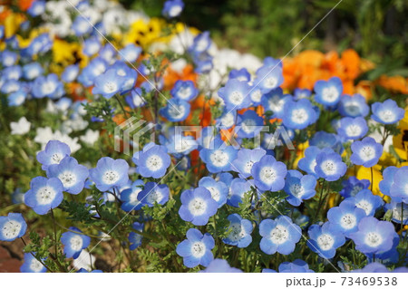 ネモフィラ 草花 花 壁紙の写真素材