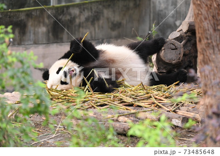 クマ科の写真素材