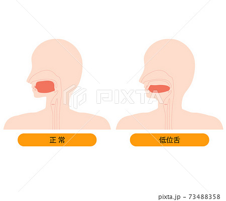 口腔 断面図 鼻腔 咽頭のイラスト素材