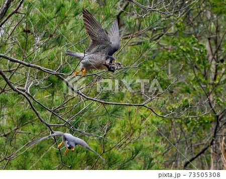 ハヤブサ 自然 鳥 かっこいいの写真素材