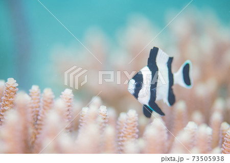 ヨスジリュウキュウスズメダイの写真素材