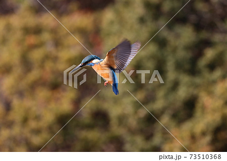 野鳥 カワセミ 鳥 飛ぶの写真素材