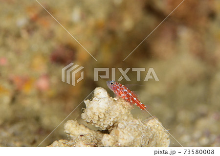 ベラの幼魚 幼魚の写真素材