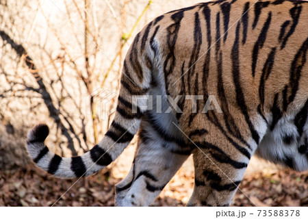 虎 トラ タイガー ダイナミックの写真素材