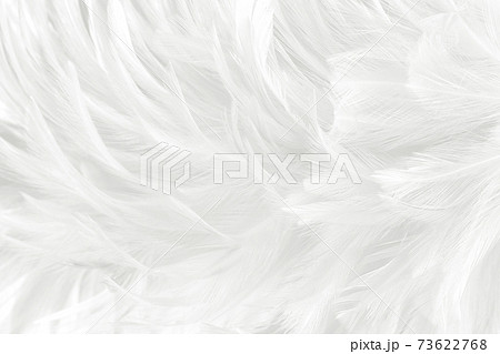 Ethereal white feather, floating against stark white backdrop