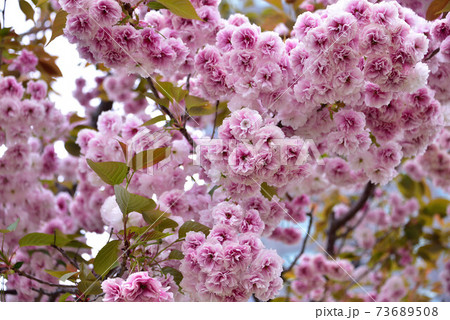 花弁6枚 桜の写真素材