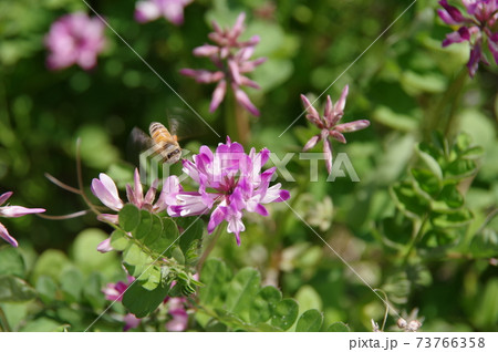 れんげ草 蜂 ミツバチ 花の写真素材