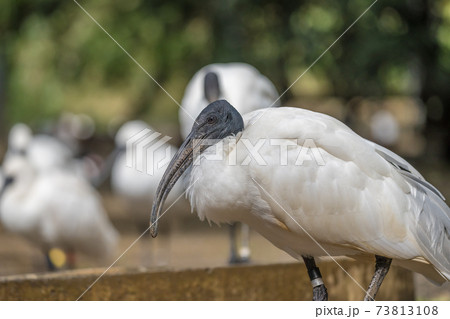 黄色いくちばし 鳥の写真素材