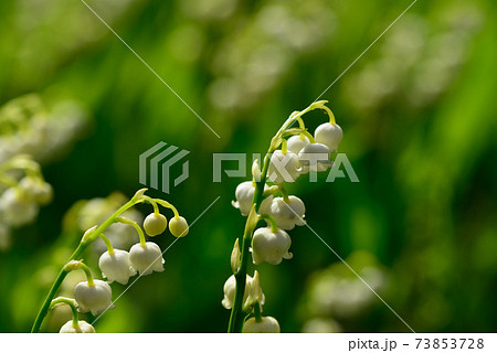 すずらん 花 スズラン 花びらの写真素材