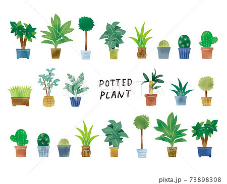 多肉植物のイラスト素材