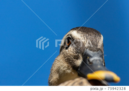 面白画像 動物 面白いの写真素材