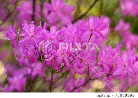 ピンク色葉 合弁花の写真素材