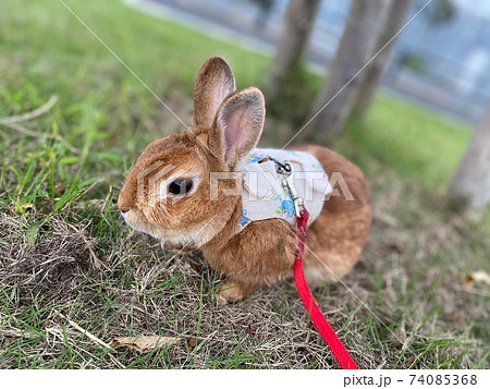 うさぎ かわいい ピーターラビット Rabbitの写真素材