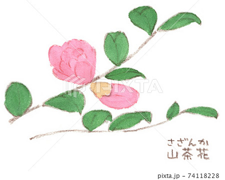 山茶花のイラスト素材