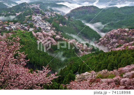 吉野桜の写真素材 - PIXTA