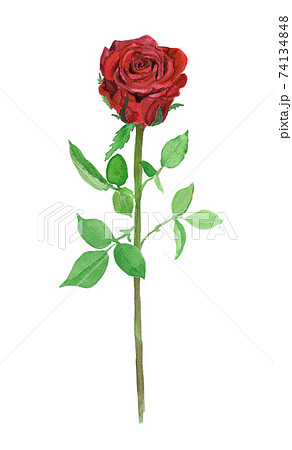 薔薇 花 ばら 横のイラスト素材 - PIXTA