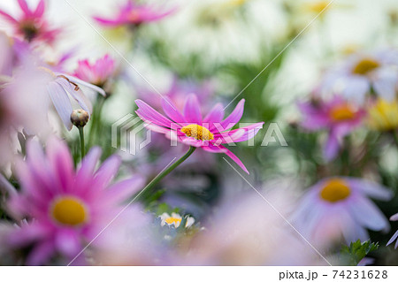 花 マーガレット 紫色 植物の写真素材