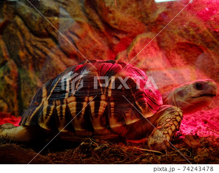 亀 壁紙 動物の写真素材