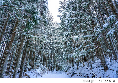 杉 雪 杉の木 降雪の写真素材 - PIXTA