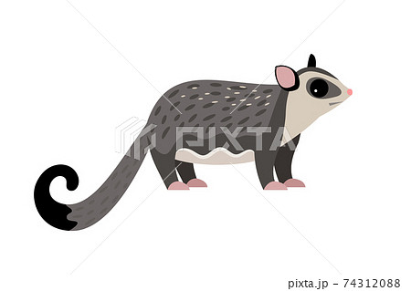 ポッサム かわいい 動物 茶色の写真素材