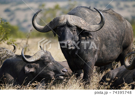 バッファローの写真素材
