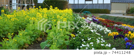 奈良県 明日香村 田舎 菜の花畑の写真素材