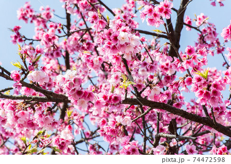 綺麗 かっこいい 夜桜 さくらの写真素材