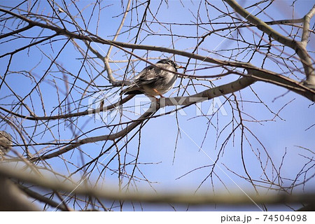 ムクドリ 椋鳥 鳴き声 スズメ目の写真素材