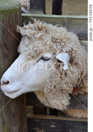 動物 羊 目 口の写真素材