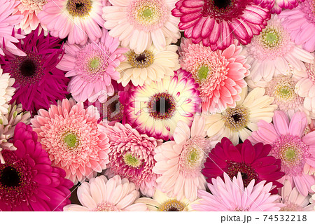 ガーベラ フラワーアレンジ フラワーアレンジメント 花束の写真素材