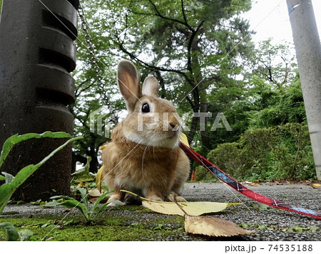 草原 うさぎ ウサギ ネザーランドドワーフの写真素材