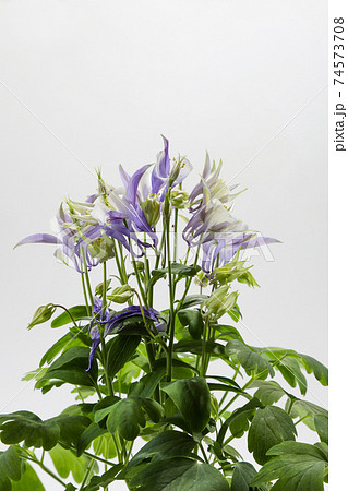 オダマキ 花 白の写真素材