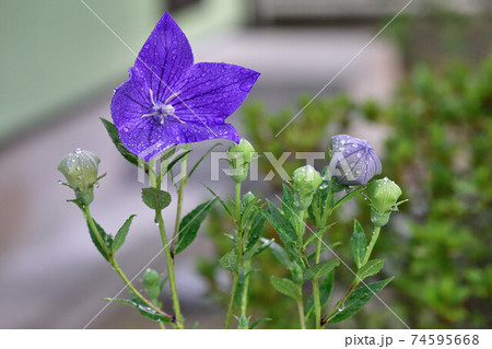 花言葉 変わらぬ愛 気品 誠実 従順 の写真素材